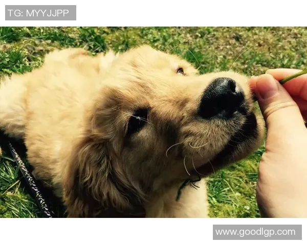 泰国金毛足球明星的传奇之路与背后的奋斗故事 泰国金毛足球明星的传奇之路与背后的奋斗故事